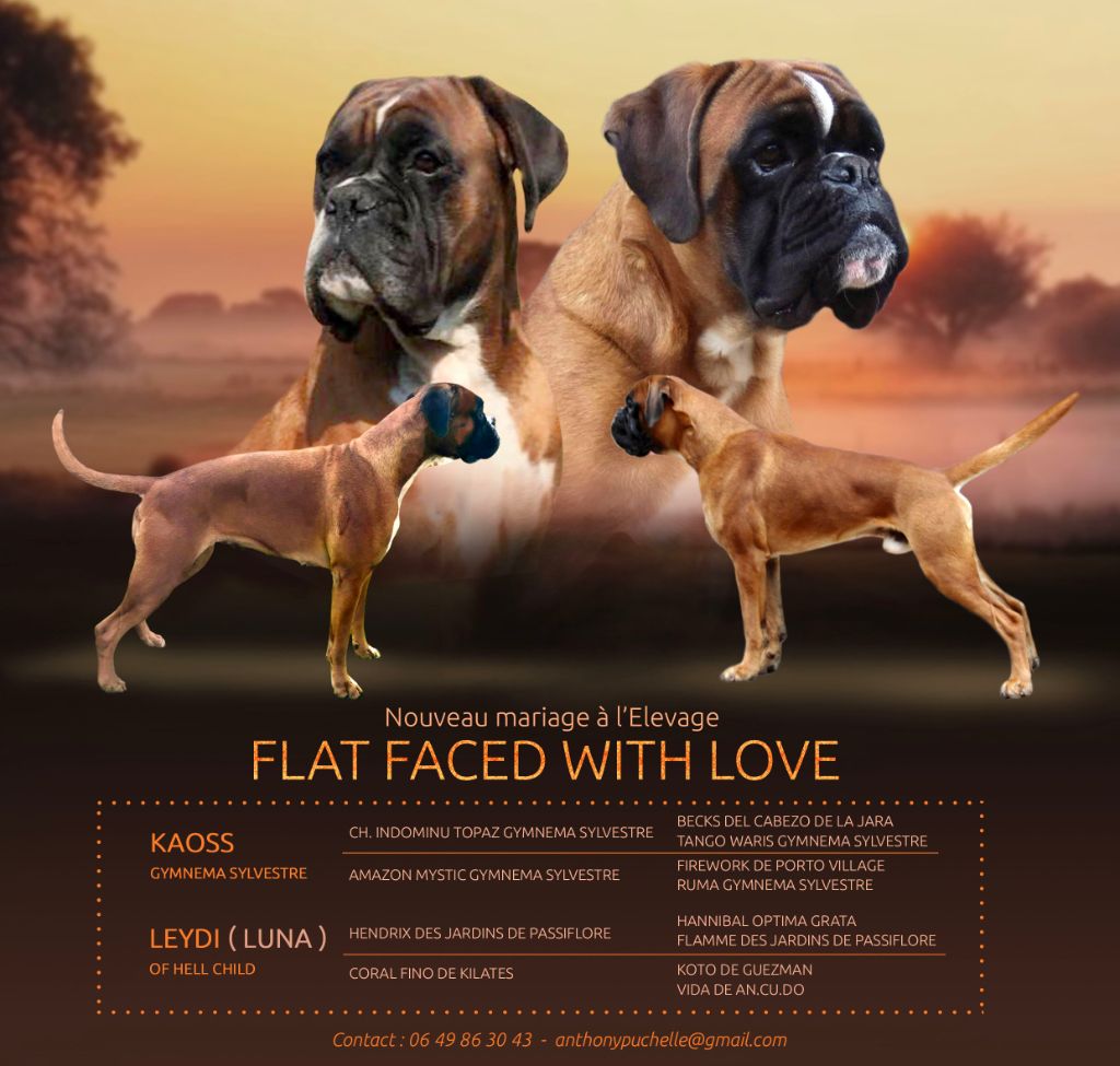 Flat Faced With Love - mariage de leydi-luna of hell shild et kaoss gymnema sylvestre