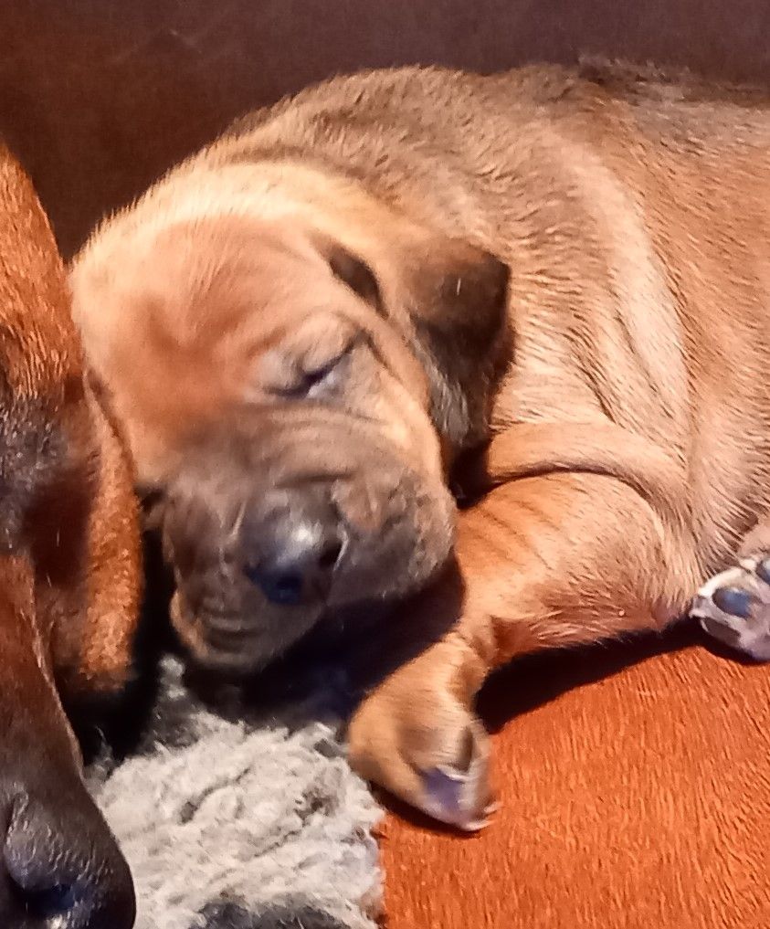 Des Lionceaux - Chiots disponibles - Rhodesian Ridgeback