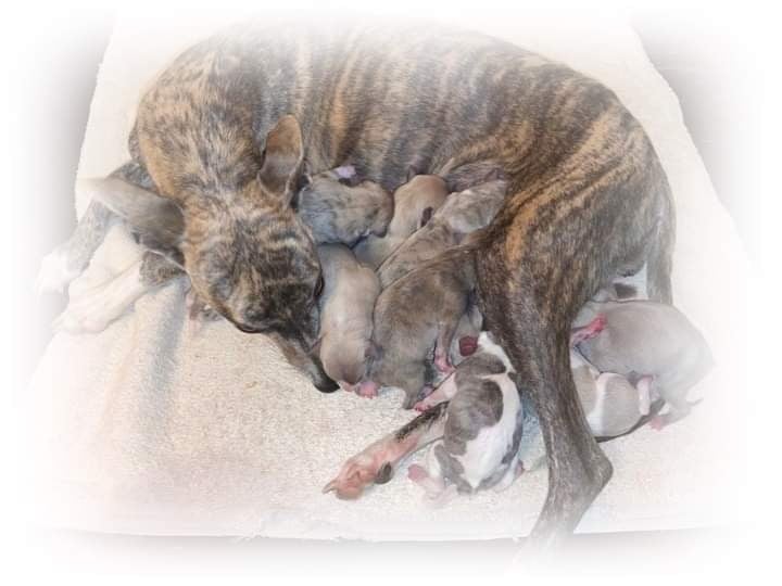 Chiot Whippet Du Haras Eclair Horside'whip