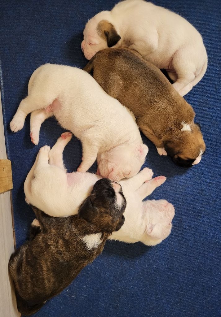 Chiot Boxer Du Rêve Français