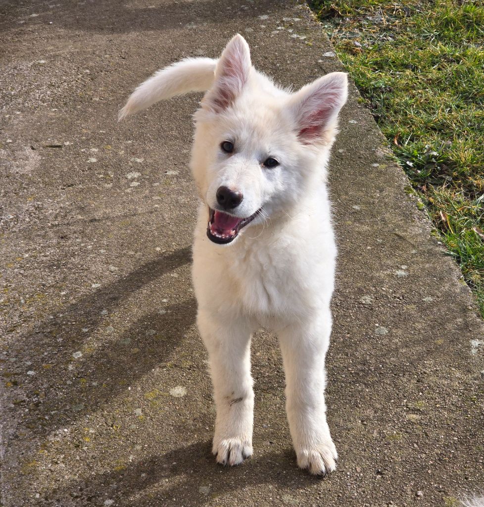 Des Hauts De Menaurupt - Chiots disponibles - Berger Blanc Suisse