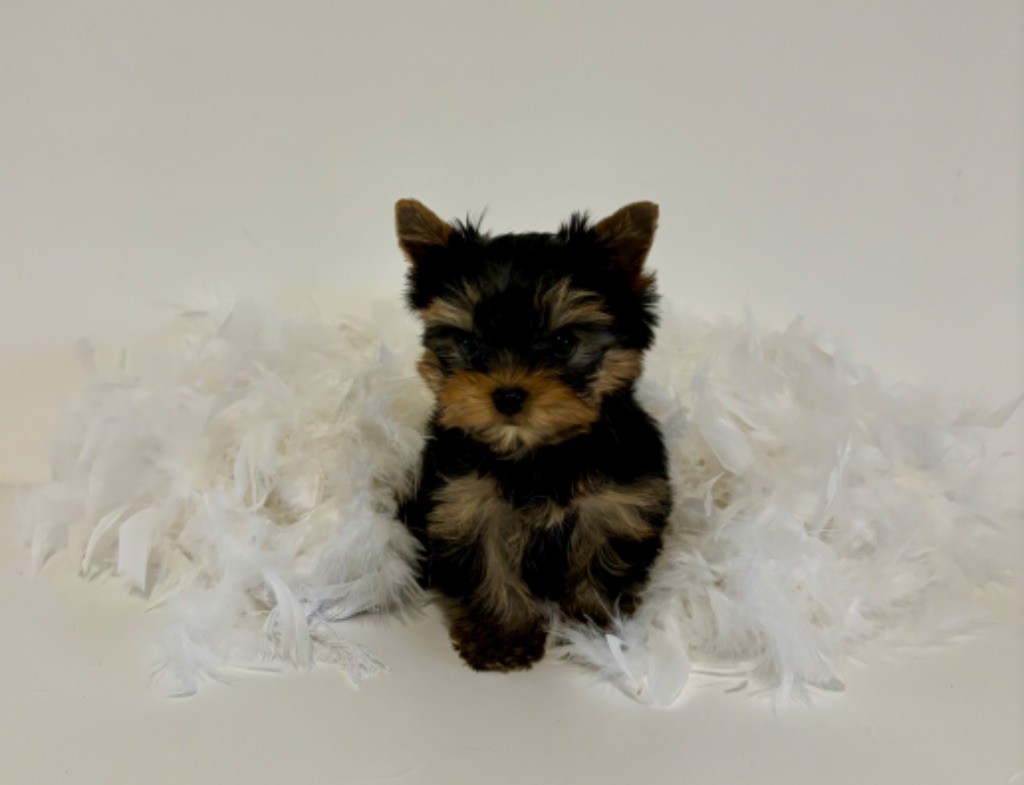 Du Royaume Des Choupettes - Yorkshire Terrier - Portée née le 02/10/2023