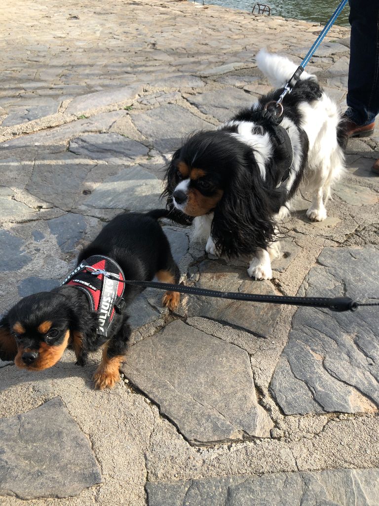 Des Elfes De La Plaine - Romy-Lane ,Oya,Roxa