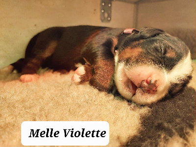 Melle Violette