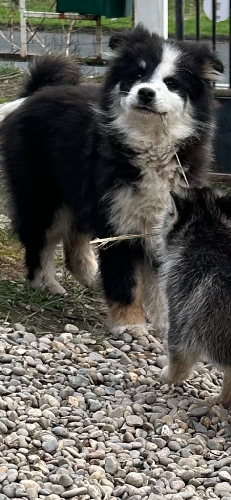 Chiot Chien finnois de Laponie Du Domaine De Mirage