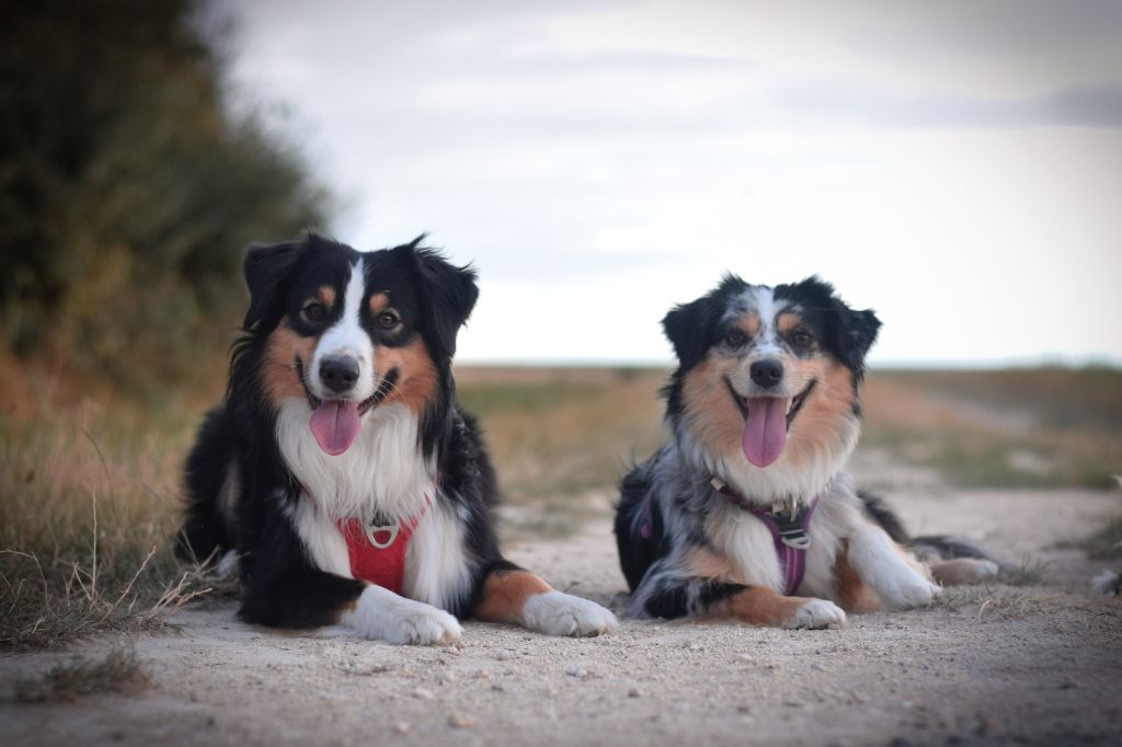 Chiots à venir pour mi-Juin