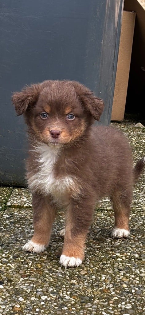 De L'Eclipse D'Azur - Chiots disponibles - Berger Australien