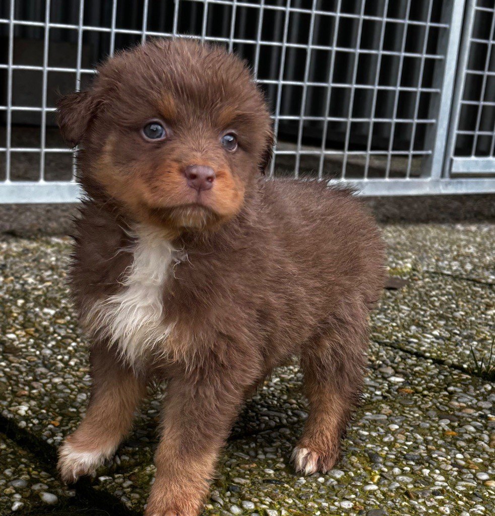 De L'Eclipse D'Azur - Chiots disponibles - Berger Australien