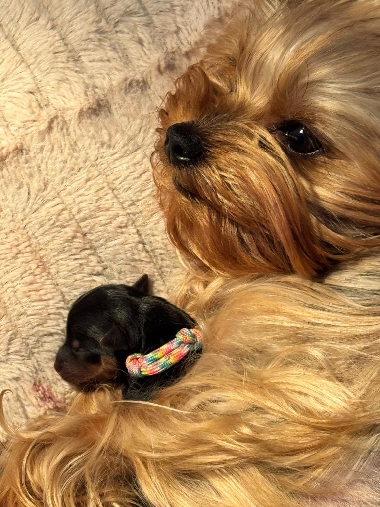 De Douce Etoile Flora - Chiots disponibles - Yorkshire Terrier