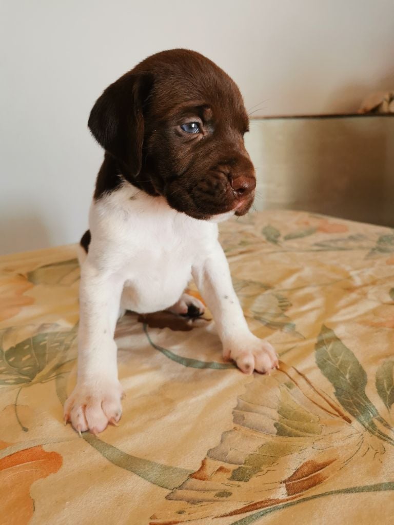 De l'Eurtique - Chiots disponibles - Braque français, type Gascogne (grande taille)