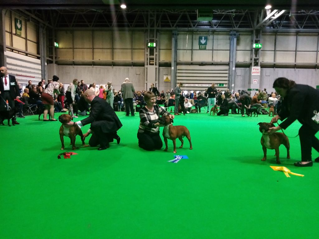 Thunderline - CRUFTS 2020