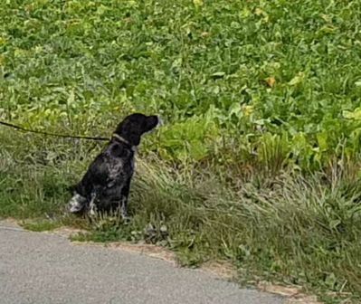 Du Bois Des Croules - première récompense en field trial gibier tiré 