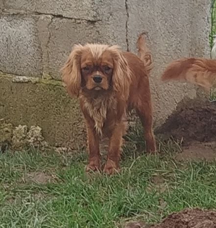 Du Domaine Des Devets - Chiots disponibles - Cavalier King Charles Spaniel