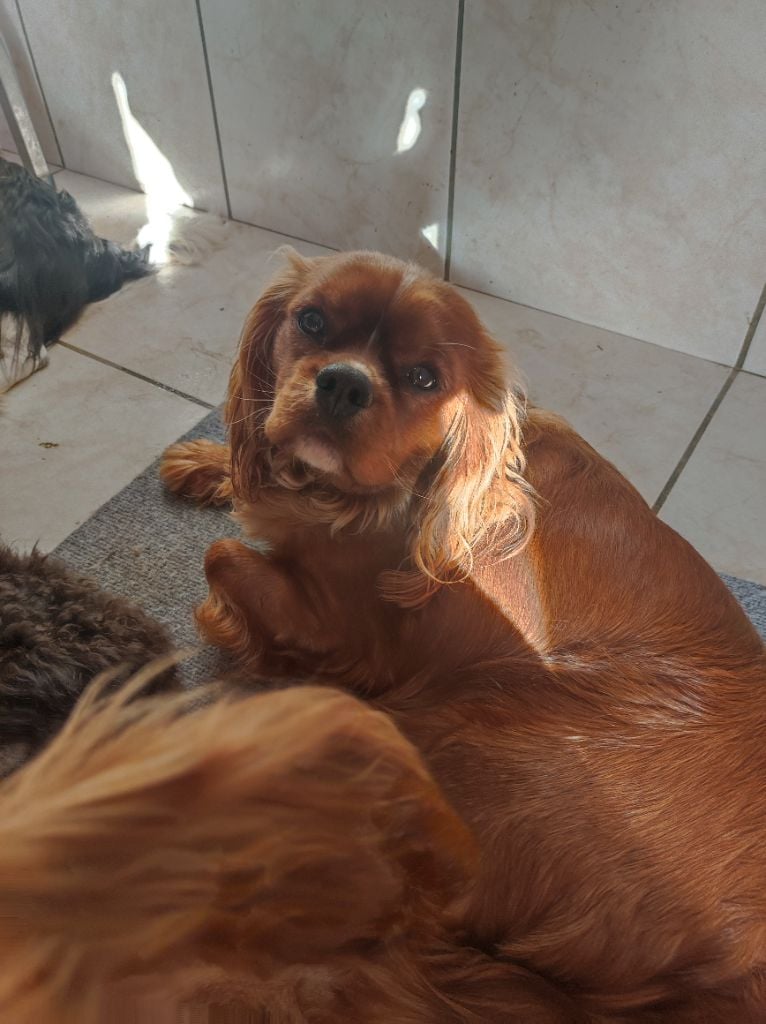 Du Domaine Des Devets - Chiots disponibles - Cavalier King Charles Spaniel