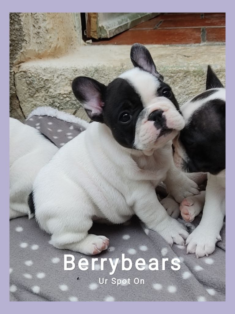 Berrybears - Chiots disponibles - Bouledogue français