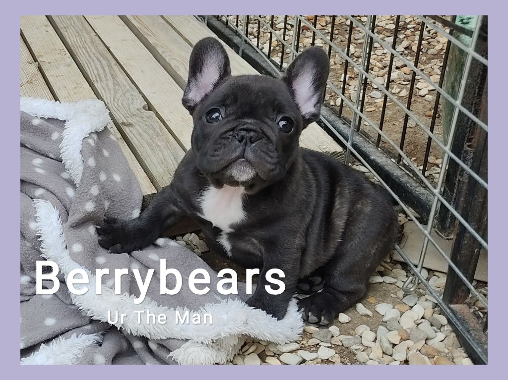 Berrybears - Chiots disponibles - Bouledogue français