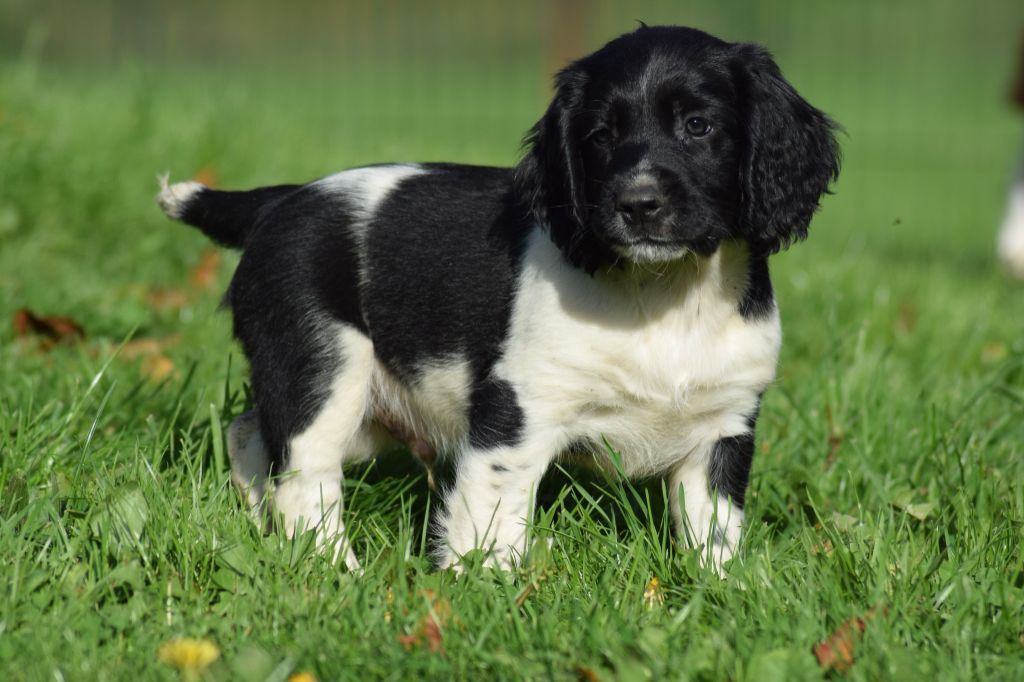 Du Royaume Des Bouviers - English Springer Spaniel - Portée née le 04/09/2022