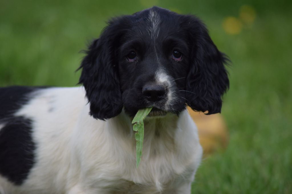 Du Royaume Des Bouviers - English Springer Spaniel - Portée née le 28/03/2022