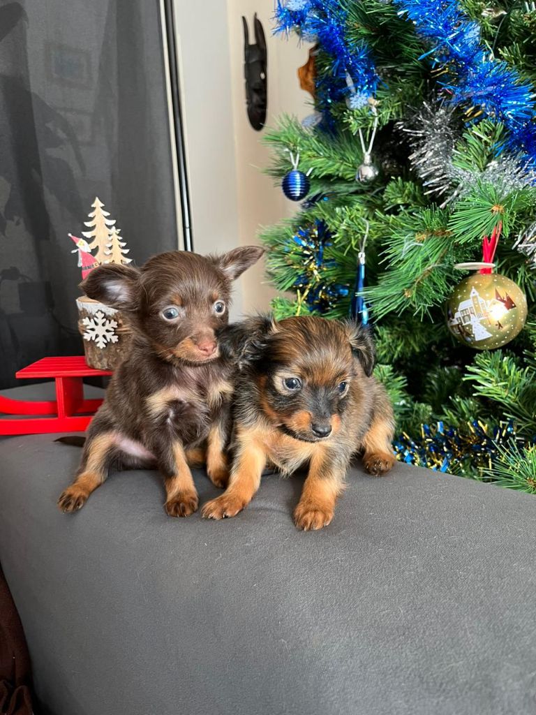 3 petits mâles attendent leur famille 