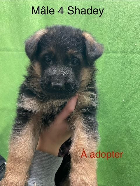 Des marais d'elesmes - Chiots disponibles - Berger Allemand