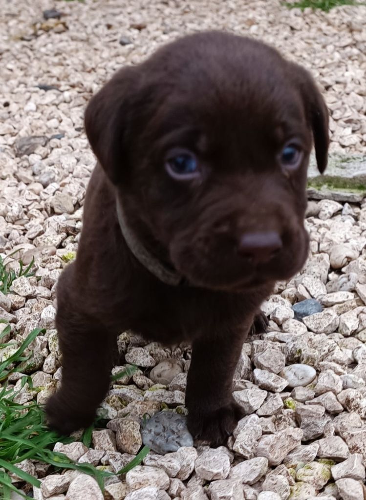 De Chez Flo - Chiots disponibles - Labrador Retriever