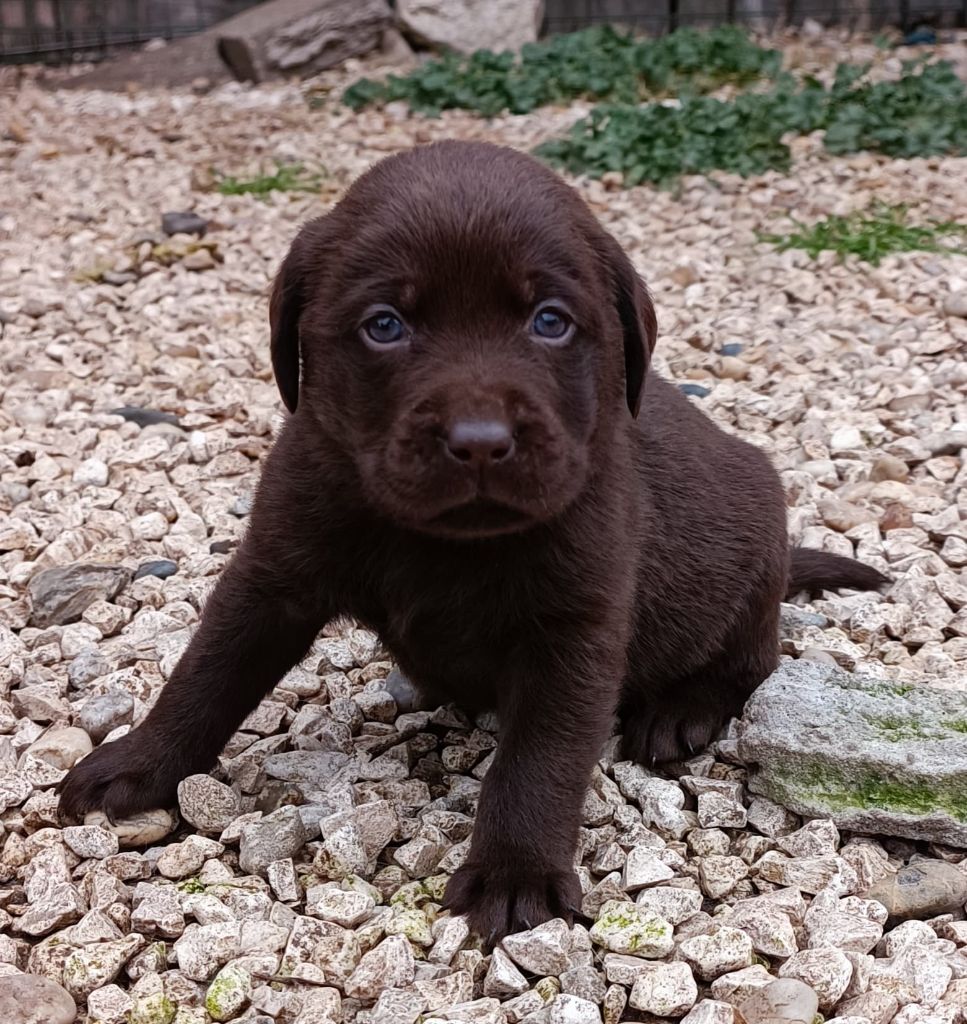 De Chez Flo - Chiots disponibles - Labrador Retriever