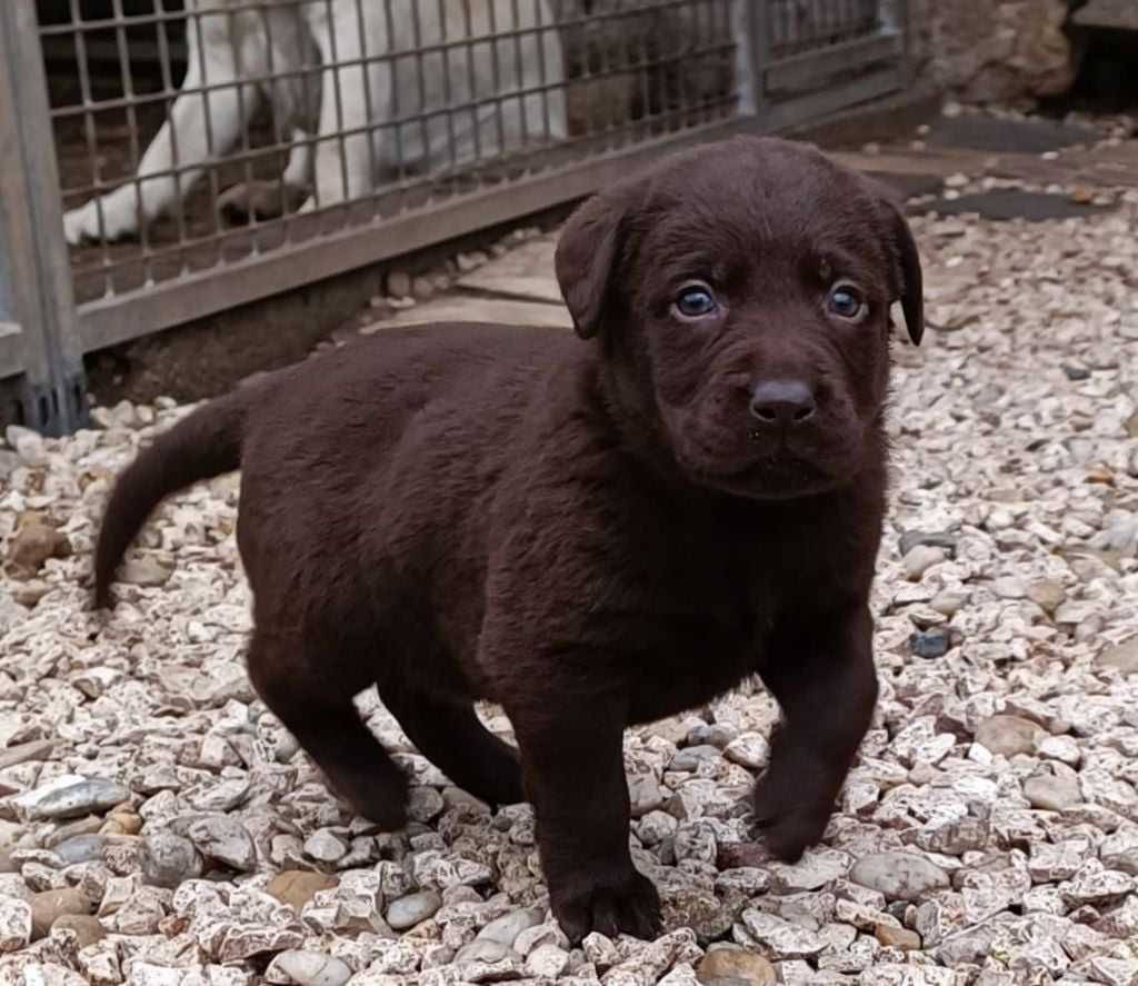 De Chez Flo - Chiots disponibles - Labrador Retriever