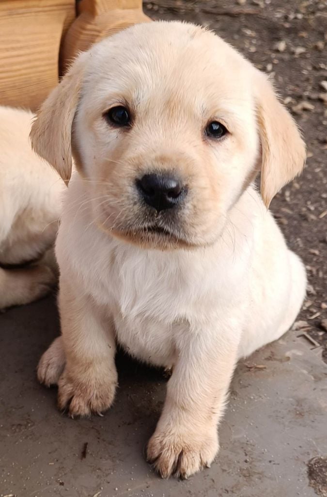 De Chez Flo - Chiots disponibles - Labrador Retriever