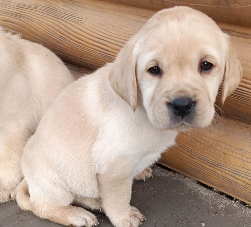 De Chez Flo - Chiots disponibles - Labrador Retriever