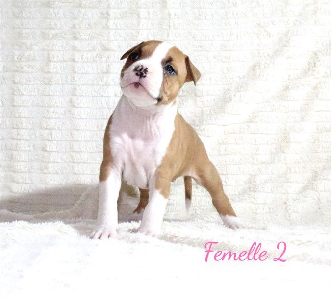 Du Souffle Des Salines - Chiots disponibles - American Staffordshire Terrier