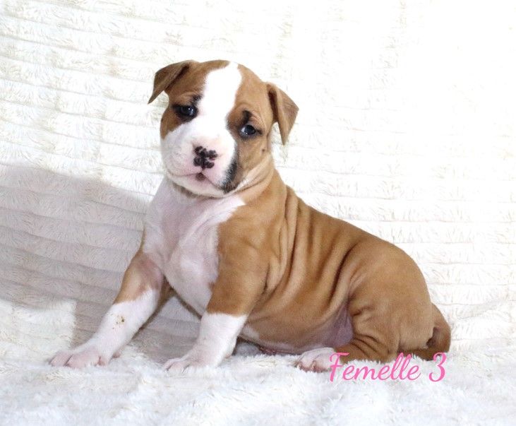 Du Souffle Des Salines - Chiots disponibles - American Staffordshire Terrier