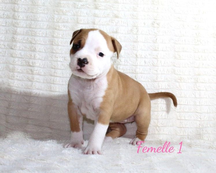 Du Souffle Des Salines - Chiots disponibles - American Staffordshire Terrier