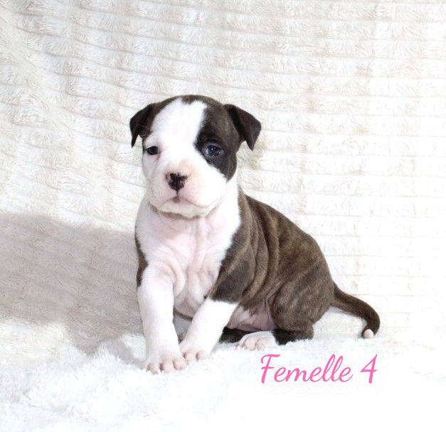 Du Souffle Des Salines - Chiots disponibles - American Staffordshire Terrier