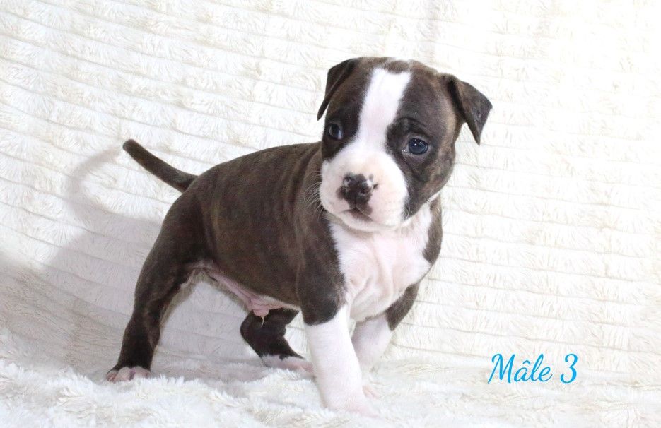 Du Souffle Des Salines - Chiots disponibles - American Staffordshire Terrier