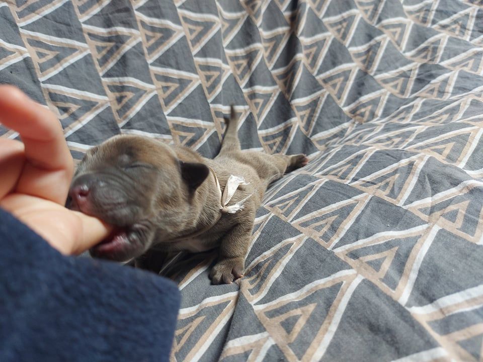 Laura Lebacq - Chiots disponibles - Cane Corso