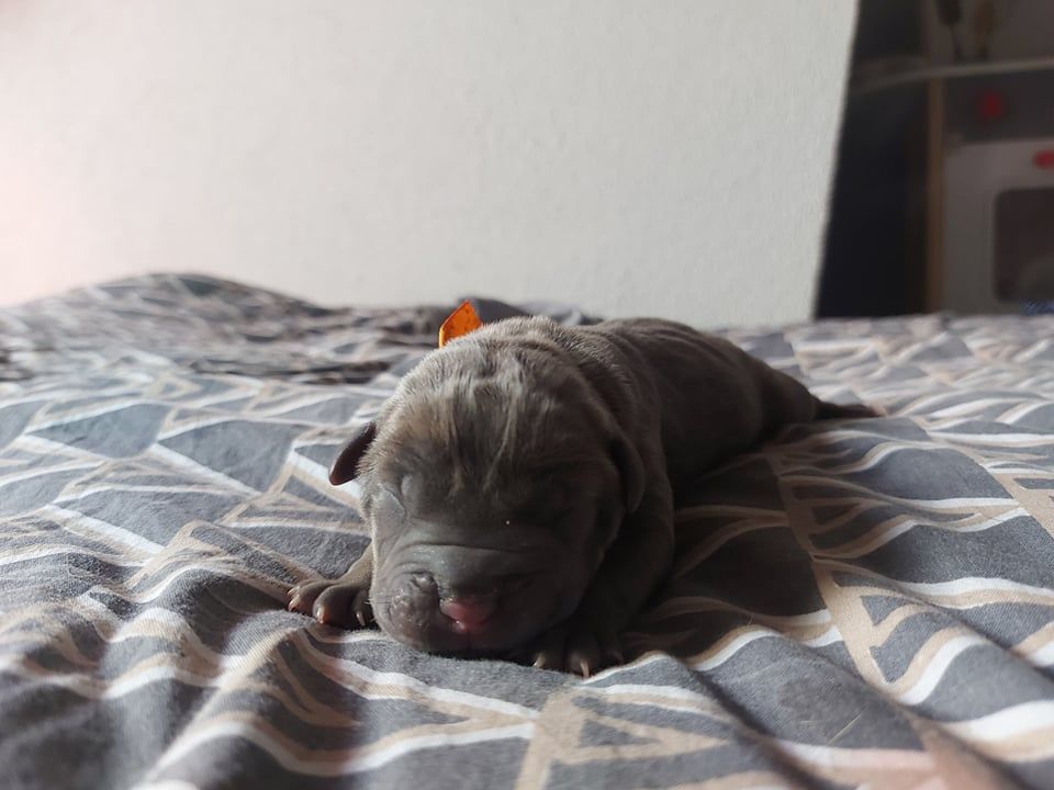 Laura Lebacq - Chiots disponibles - Cane Corso