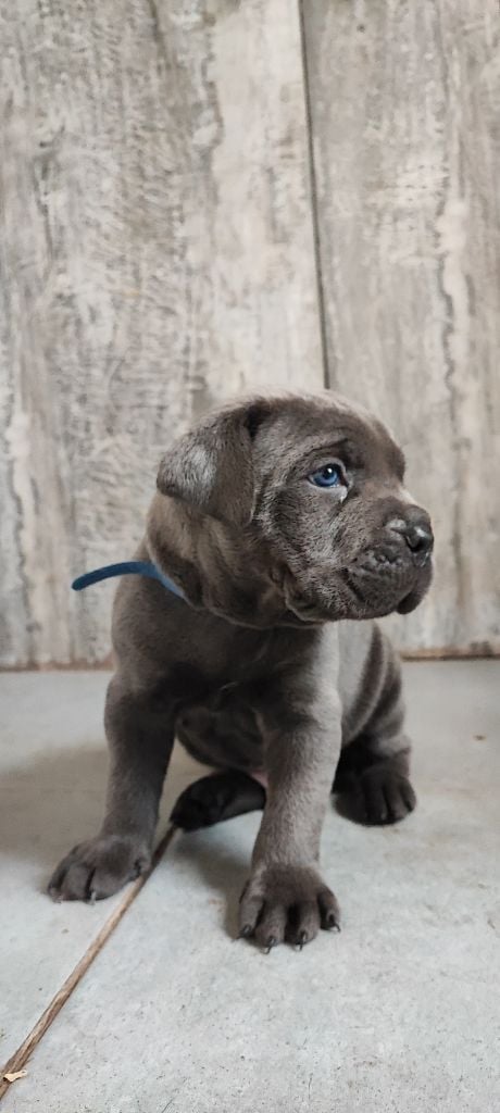 Chiot Cane Corso Laura Lebacq