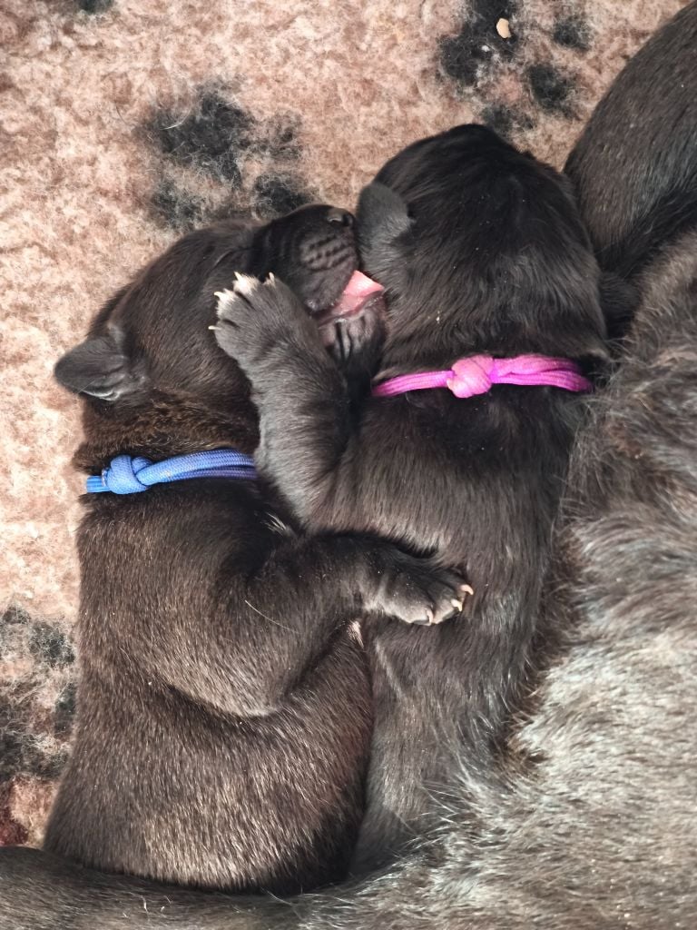 Des Terres De La Meouge - Cane Corso - Portée née le 13/01/2025