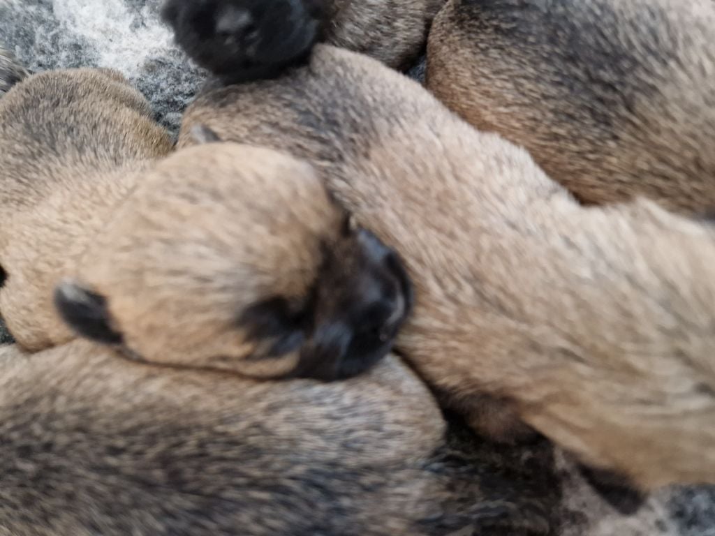 De La Bergerie Warren - Chiots disponibles - Cairn Terrier