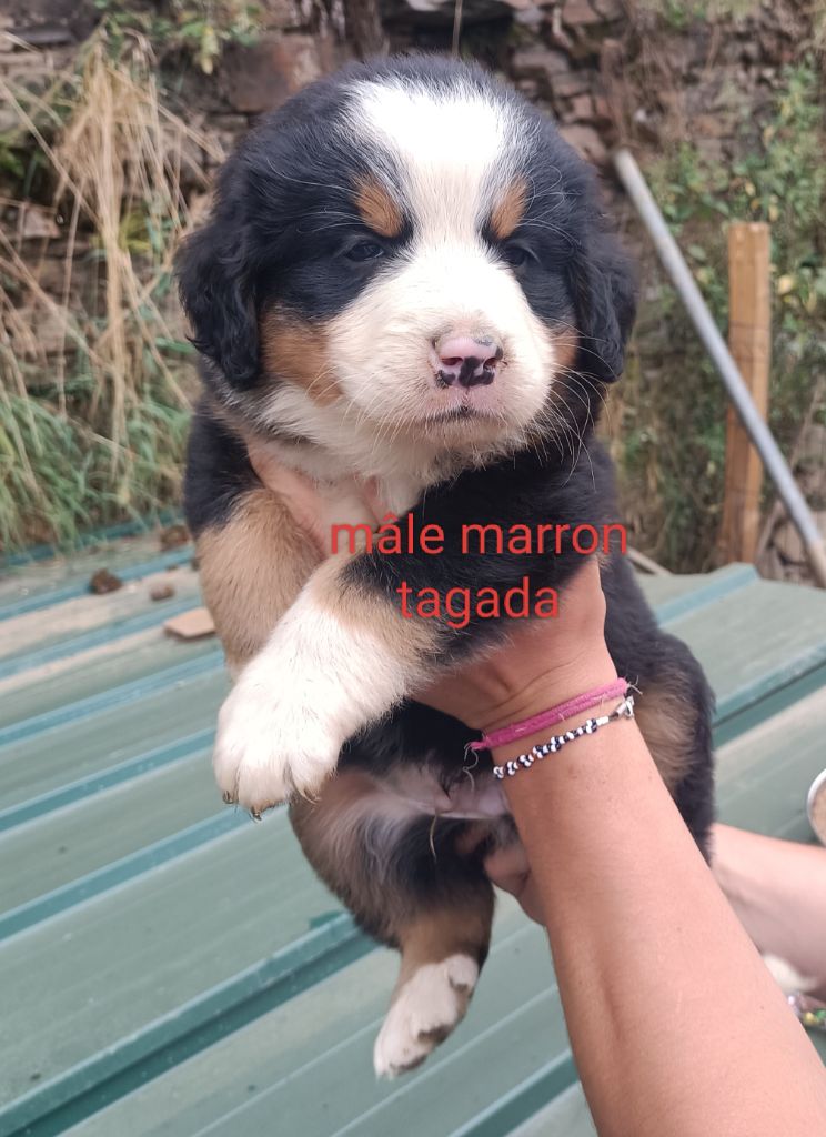 Du Royaume Des Nours - Chiots disponibles - Bouvier Bernois