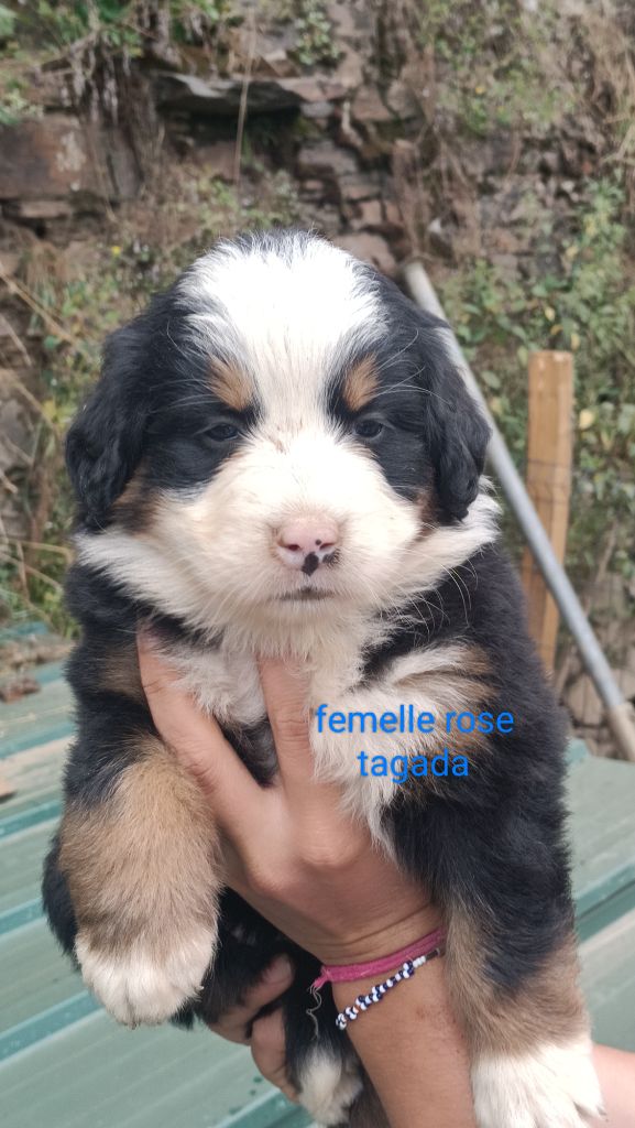 Du Royaume Des Nours - Chiots disponibles - Bouvier Bernois