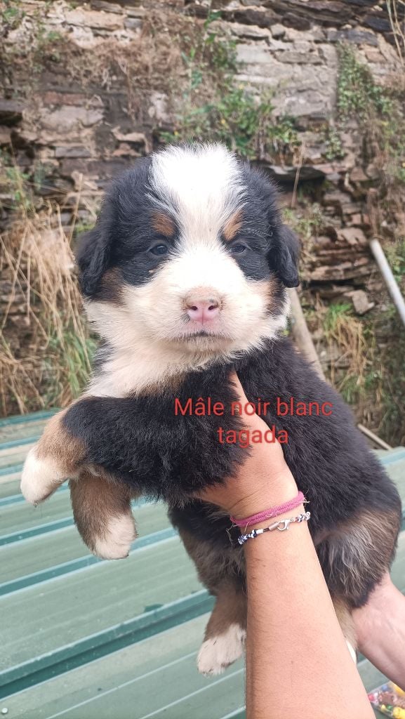 Du Royaume Des Nours - Chiots disponibles - Bouvier Bernois