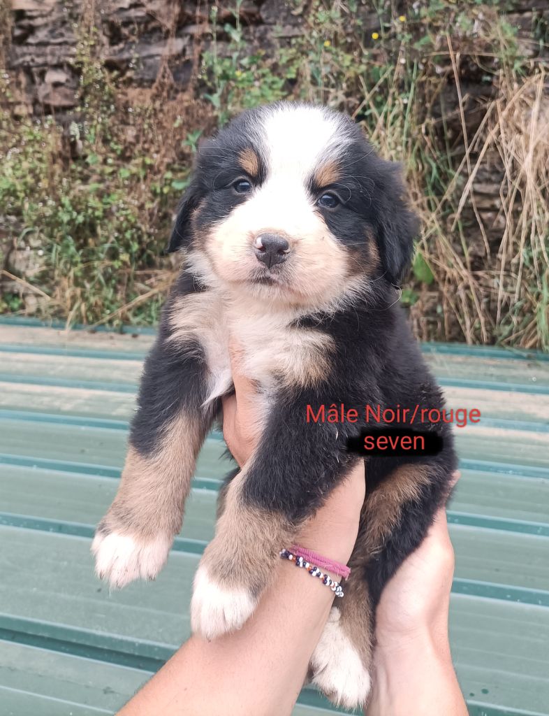 Du Royaume Des Nours - Chiots disponibles - Bouvier Bernois