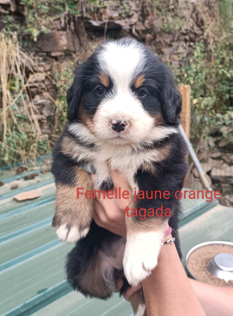 Du Royaume Des Nours - Chiots disponibles - Bouvier Bernois