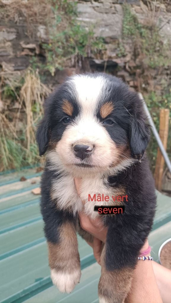 Du Royaume Des Nours - Chiots disponibles - Bouvier Bernois