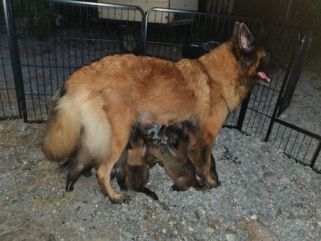 Chiot Berger Belge Des Bergers Du Soubestre