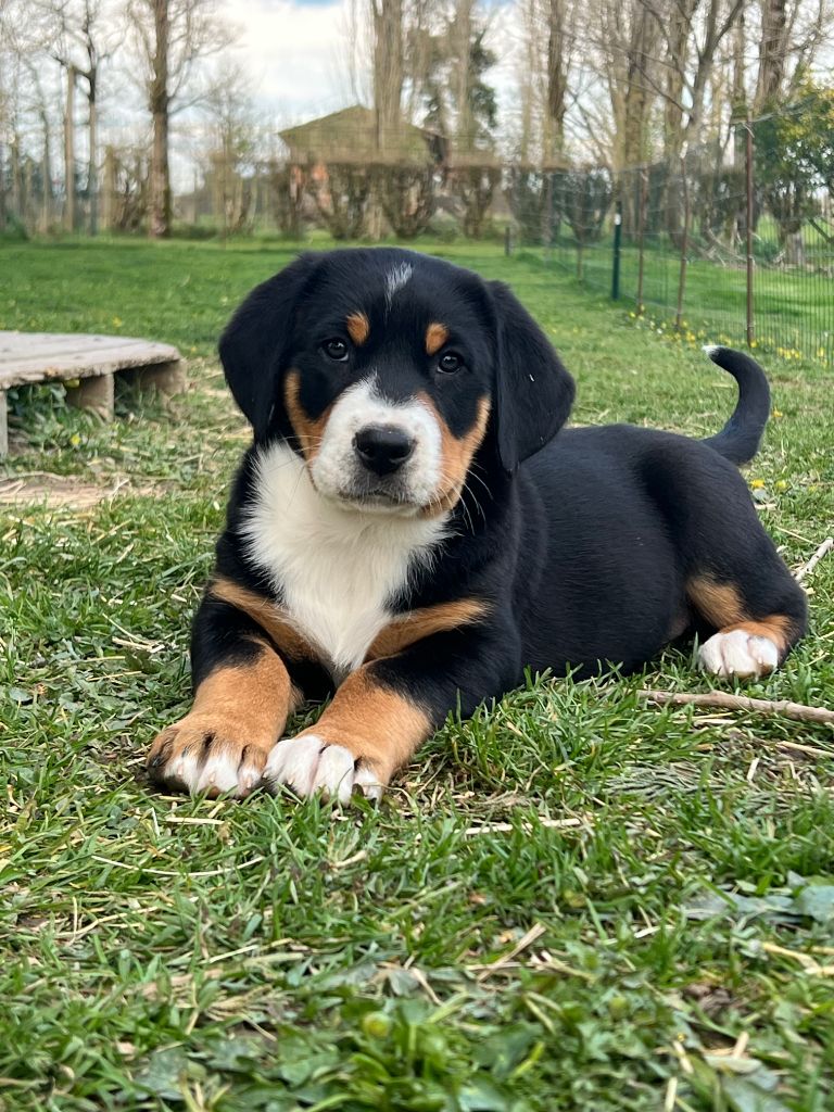 De L'arche De Chambord - Chiots disponibles - Grand bouvier suisse