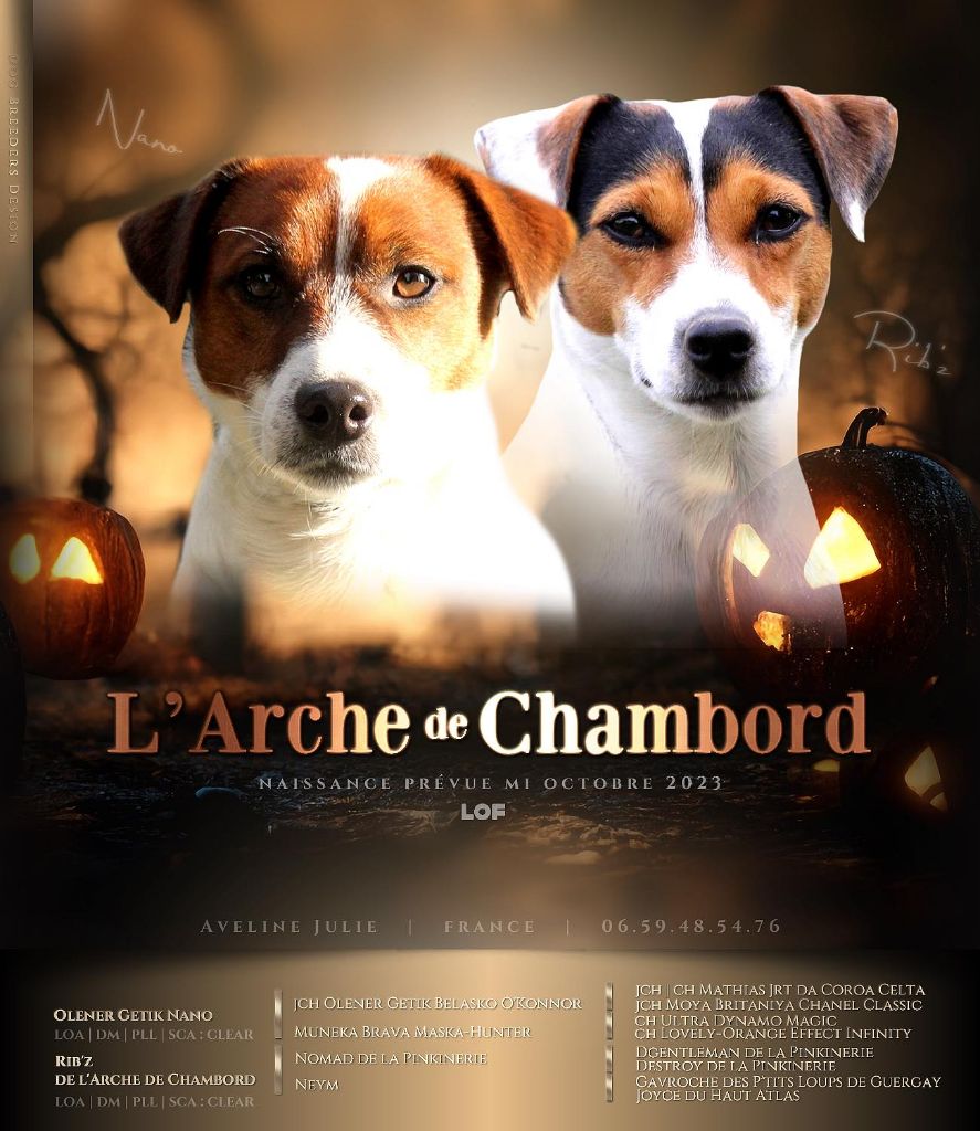 De L'arche De Chambord - Jack Russell Terrier - Portée née le 16/10/2023