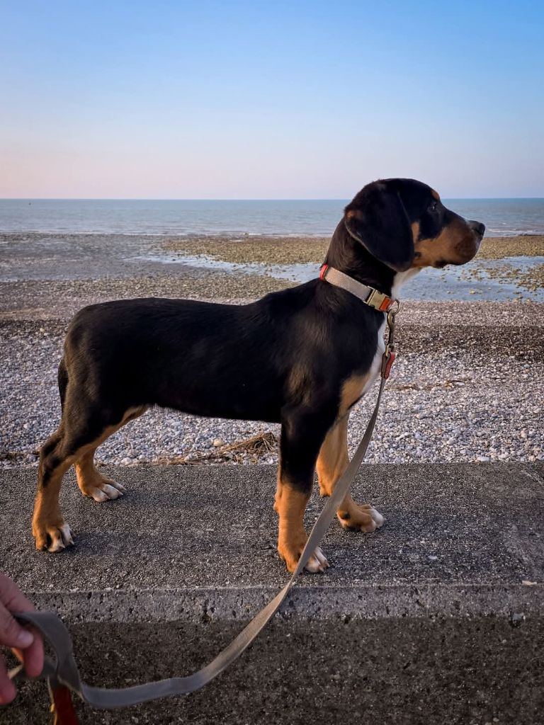 Des Anges D'ambre - Chiots disponibles - Grand bouvier suisse