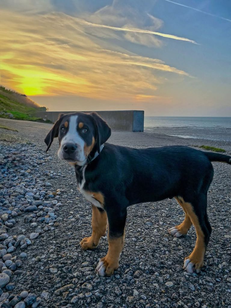 Des Anges D'ambre - Chiots disponibles - Grand bouvier suisse